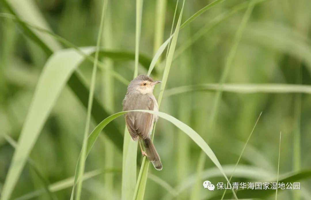 纯色山鹪莺 黄木娇4月29日摄