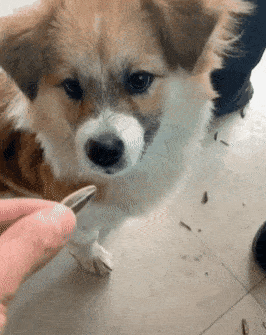 狗吃着主人递来的瓜子,接下来的动作让人笑喷,网友:还会吐壳?