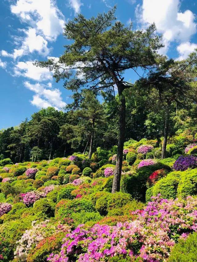 原创东京都内最美的杜鹃花,开在有"花与历史之寺"之称的寺庙中