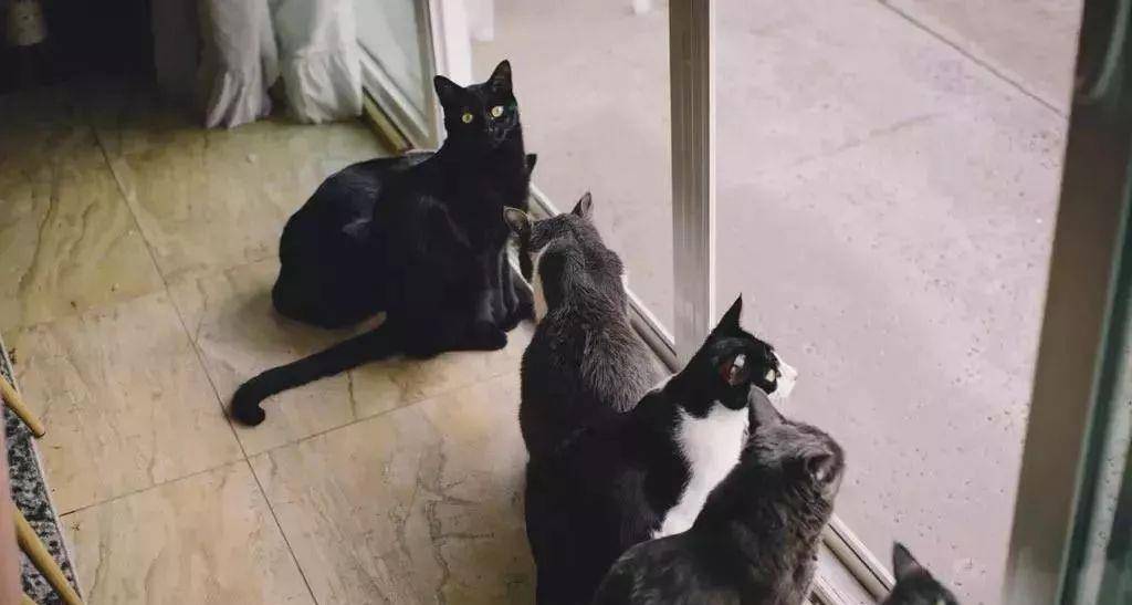 喵星人在翘首以盼 女猫奴(女主人)下班回家
