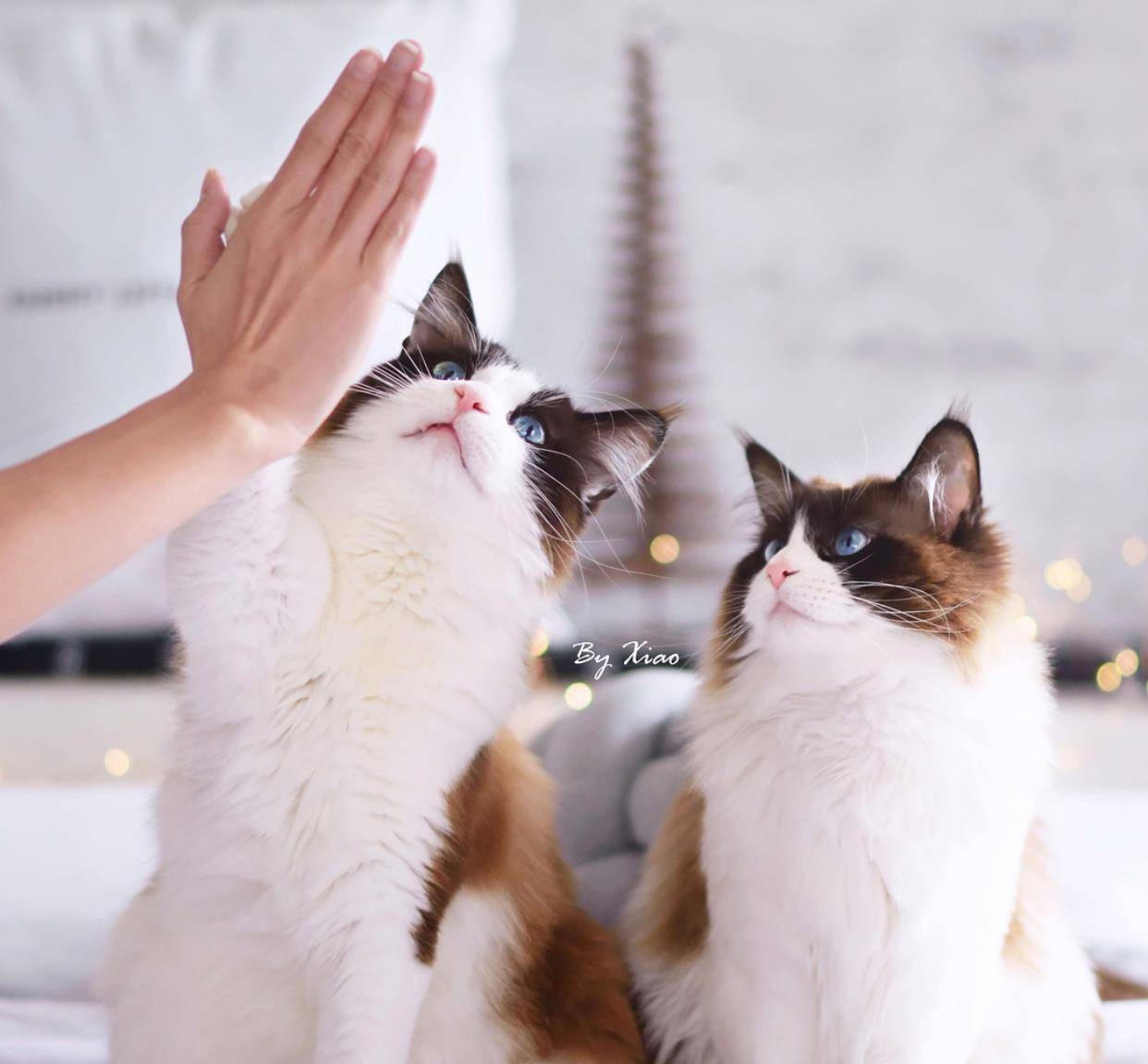 原创关爱流浪猫美国某团体近日启动了猫咪击掌的有爱活动