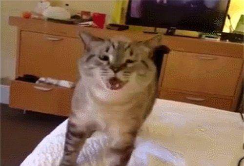 猫咪打喷嚏,酝酿了半天,懵圈表情太逗了!