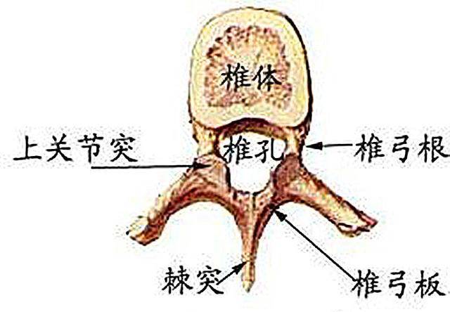 猫咪神经问题,并非全部来源于大脑?脊柱同样存在多种隐患