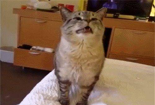 猫咪打喷嚏,酝酿了半天,懵圈表情太逗了!