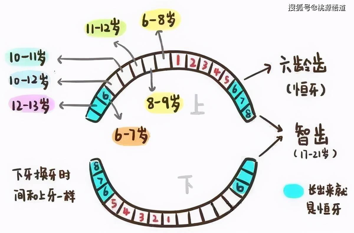 儿童换牙顺序图· 最后的第三磨牙,即智齿,要到孩子17岁后才开始长出