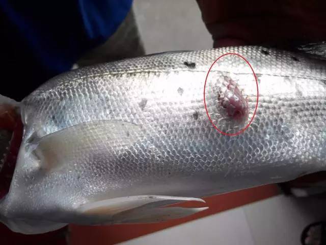 水产养殖细菌病鲤鱼草鱼疥疮病瘤痢病怎么防治