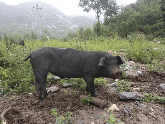 河北黑猪及桃源黑猪的饲养特点