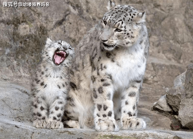 关于雪豹,还有一个超级萌的特点,它们会自己咬住自己的尾巴,就像这样