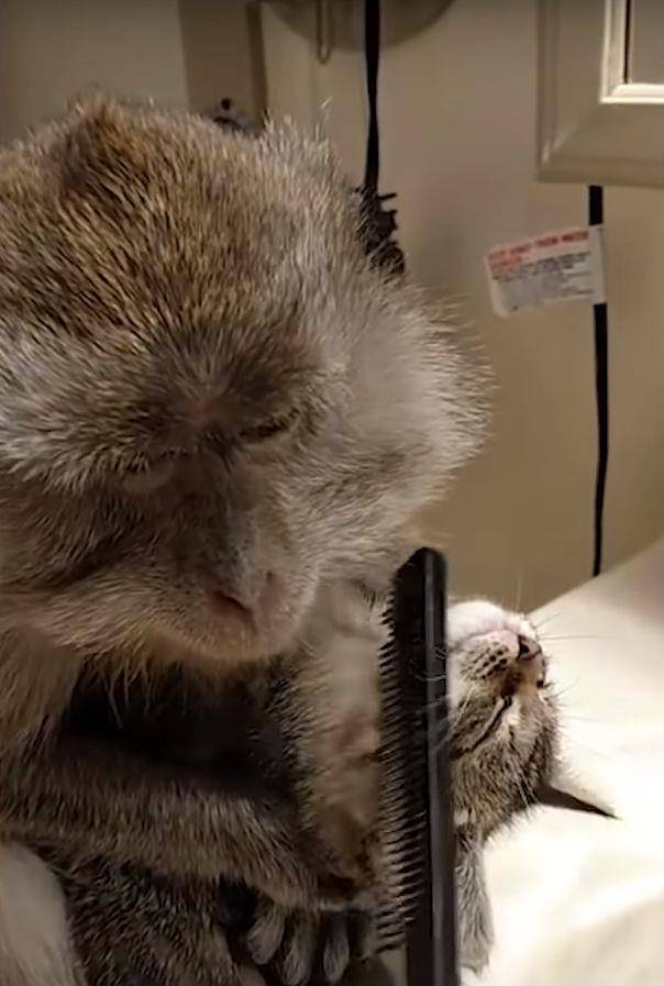 原创为了一起享受马杀鸡,猴子和猫咪紧紧抱团,真会享受
