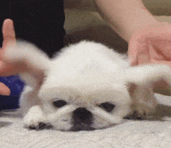 童年时期的美好回忆你还记得那些年憨态可掬的狮子狗京巴吗