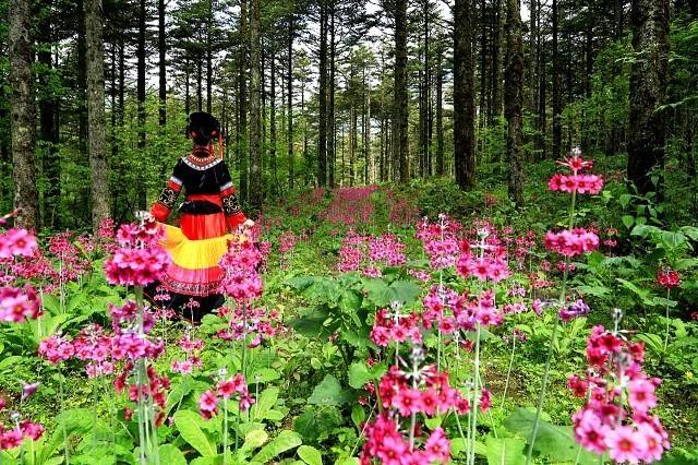 乐山金口河区大瓦山的"转转花"开了!