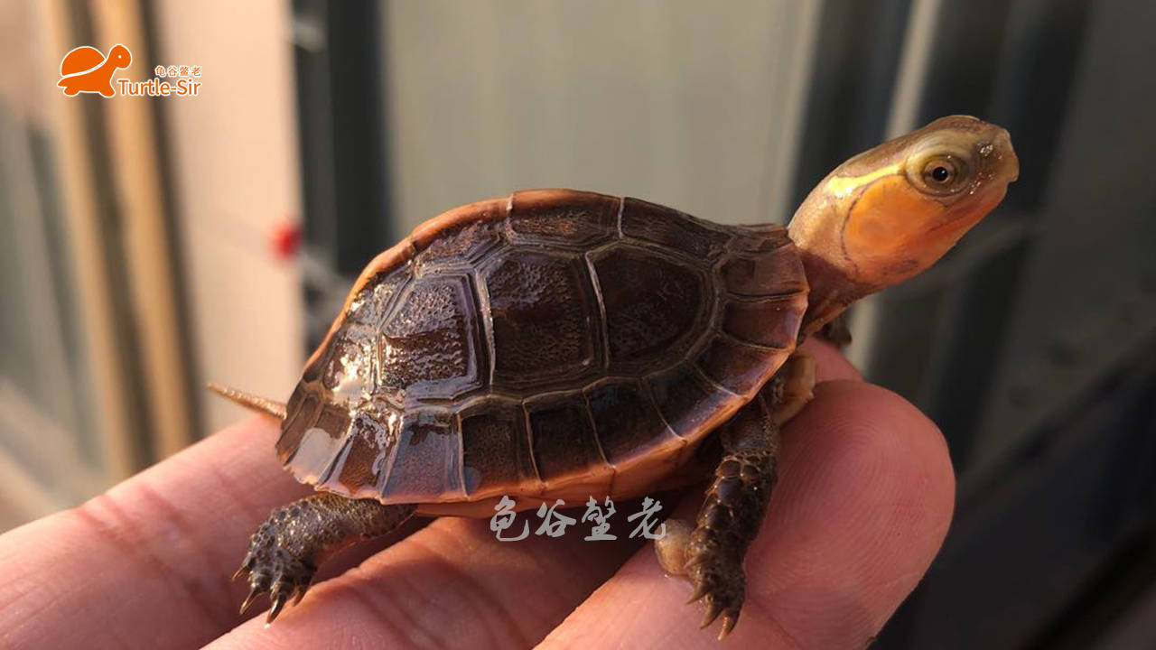 黄缘龟颜色越养越淡是怎么回事龟谷鳖老