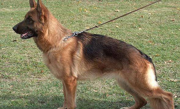国内10大被禁养的犬种,杜宾犬和秋田犬上榜,你有养过吗?