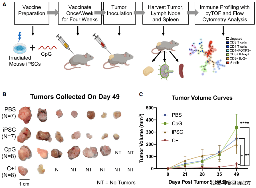 干细胞癌症疫苗有效预防胰腺癌小鼠实验有效率达75cell子刊最新成果