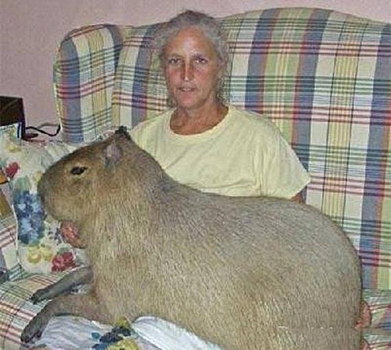 老人带宠物遛弯,却被不少人错认成巨型老鼠:这体型认真的吗