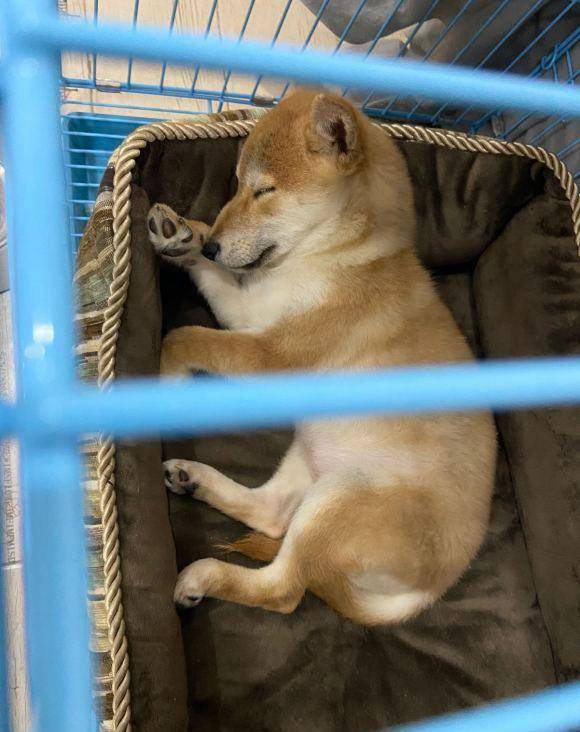 原创柴犬的睡姿挺"妖娆",像是个妙龄女子似的,太可爱了