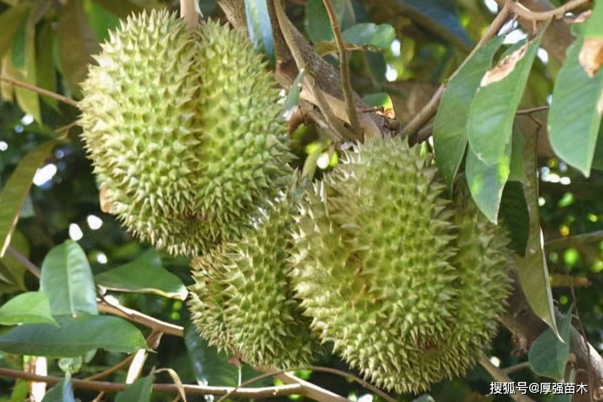 榴莲怎么种 榴莲种植方法与注意事项