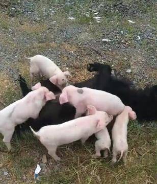 六只小猪把狗当妈妈找狗子喝奶狗狗被压得怀疑狗生