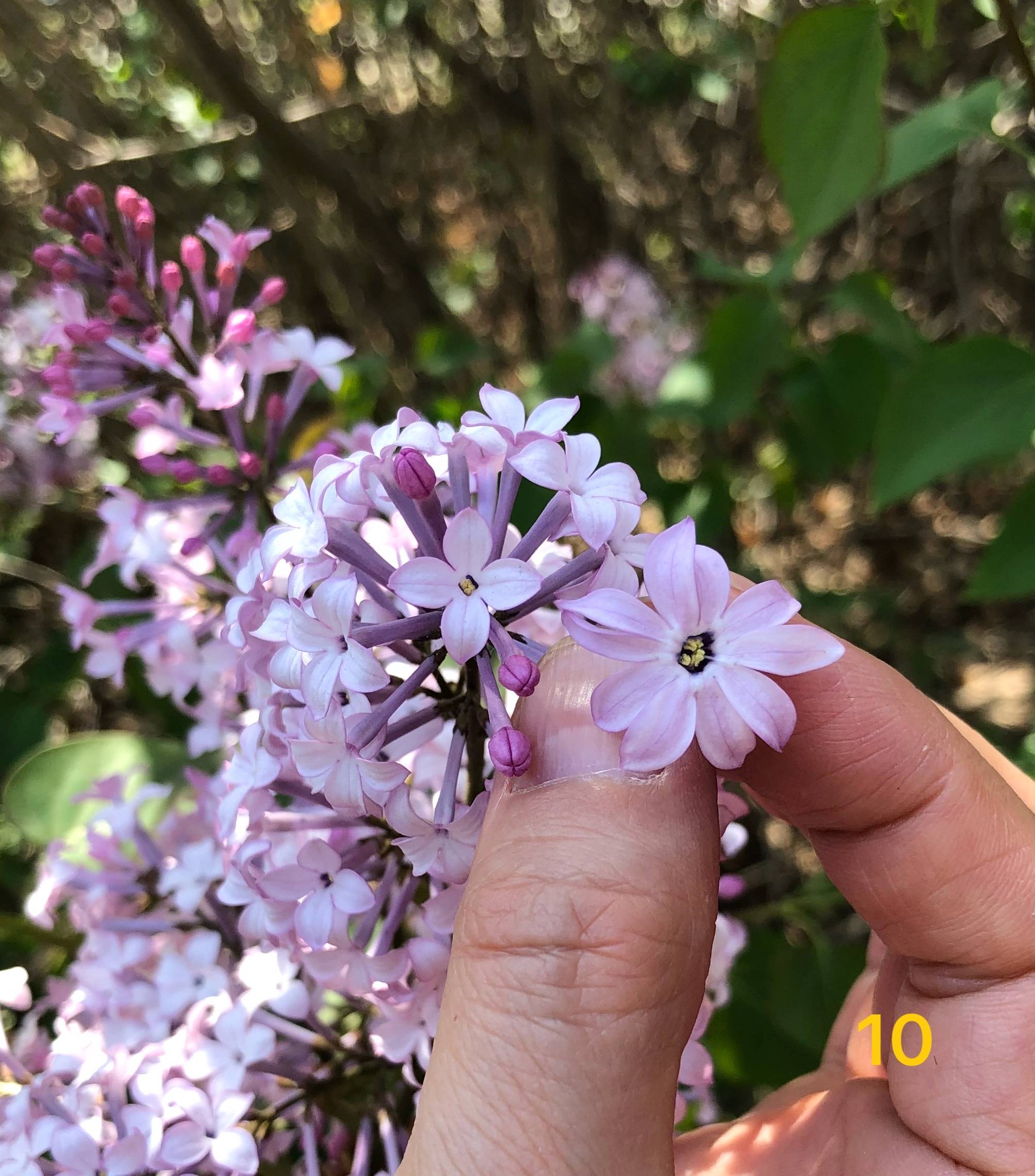 看看你家门口的丁香花长啥样