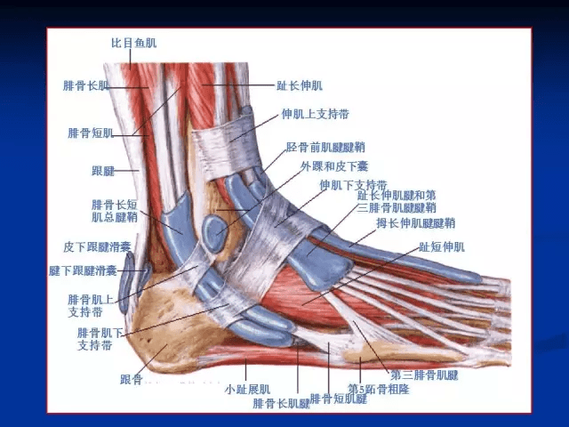 踝关节mri读片要点