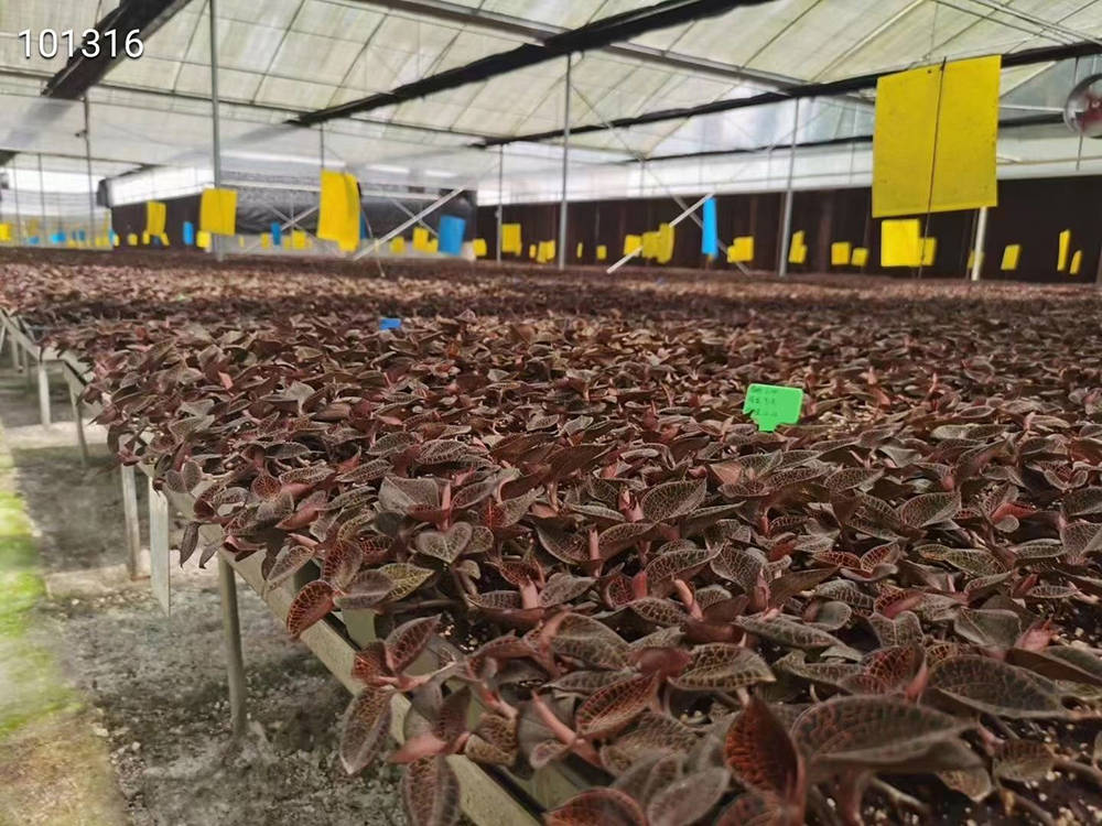 云南耘禾农业金线莲种植值得期待