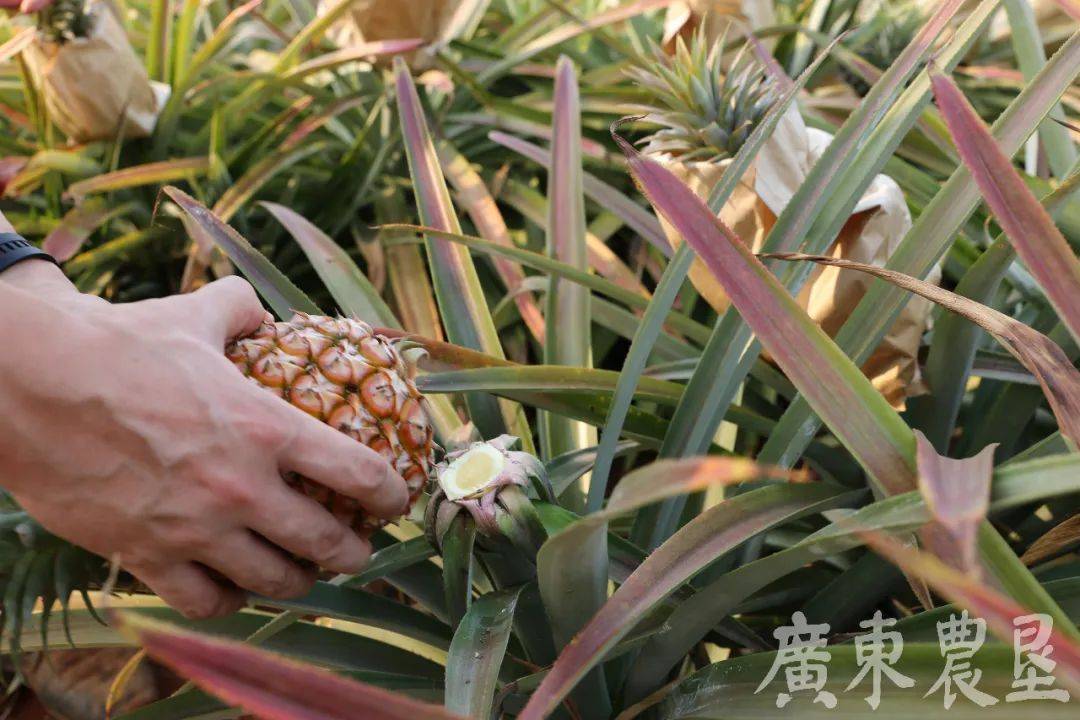菠萝:谁说我长在树上的?