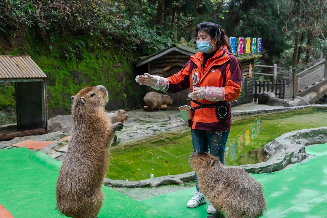 高端下茶满足各年龄段宾客的多样化需求沐云间 碧峰峡野生动物园2天1