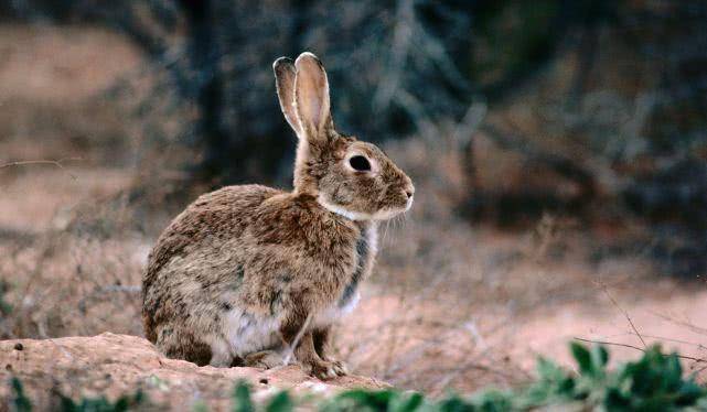 可爱的兔子如何在澳大利亚"黑化"?病毒,围栏措施后,依然坚挺
