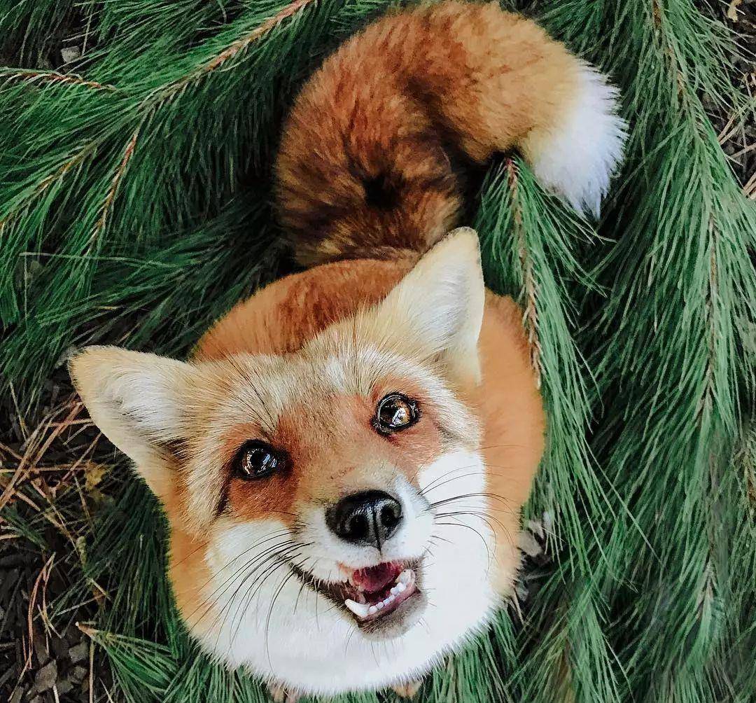听说爱笑的狐狸,运气都不会太差?