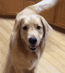 220_248gif 动态图 动图