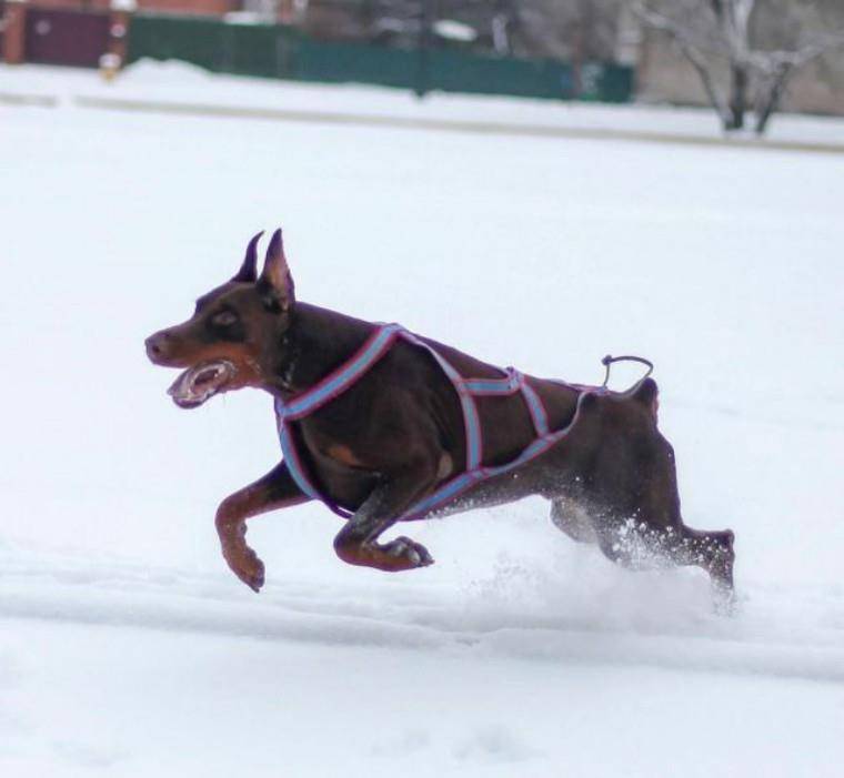 【杜宾犬】超强护卫犬,护卫犬中的战斗犬