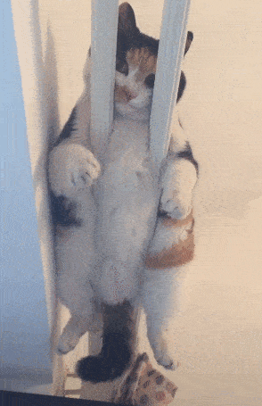 294_455 竖版 竖屏