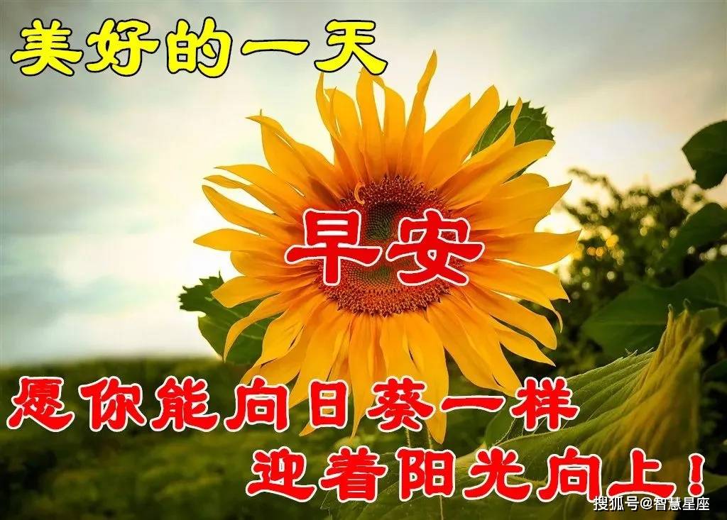 原创5月19日清晨最好看的早上好动画表情图片带字美美的早上好短信