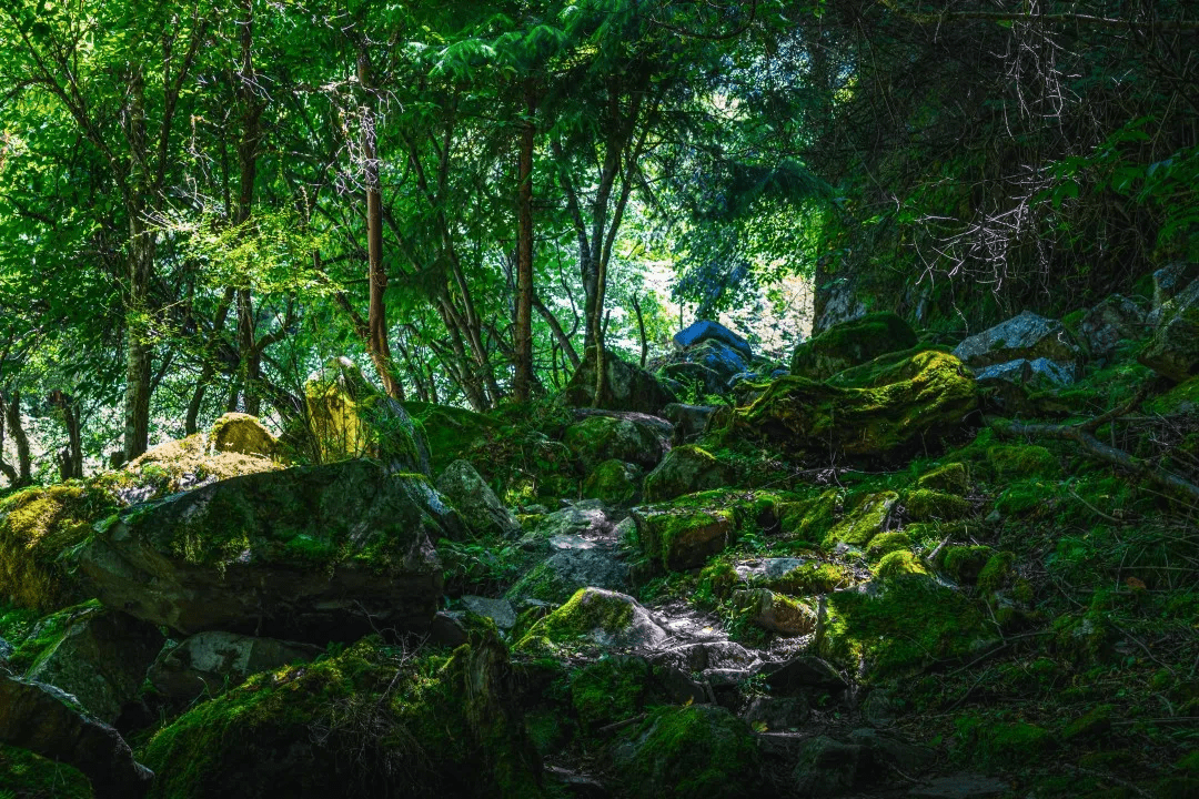 1-2天目的地推荐 高山草甸,碧玉海子,绿野森林…推荐4处宝藏地