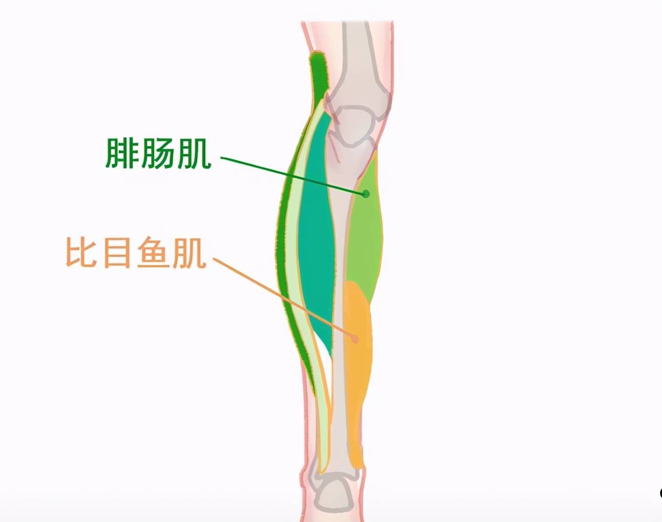 肌肉组成了我们小腿部位比较重要的肌群—小腿三头肌小腿外侧有一根