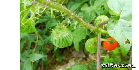 刺天茄的功效一:刺天茄是一种天赐民间的山珍野果,含有丰富的维生素和