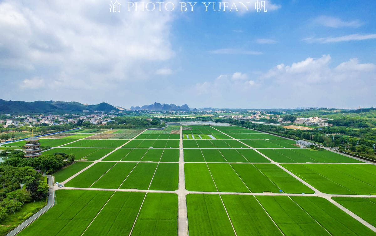 原创广西有片五彩田园,是袁隆平院士的试验田,承载着他未实现的梦想