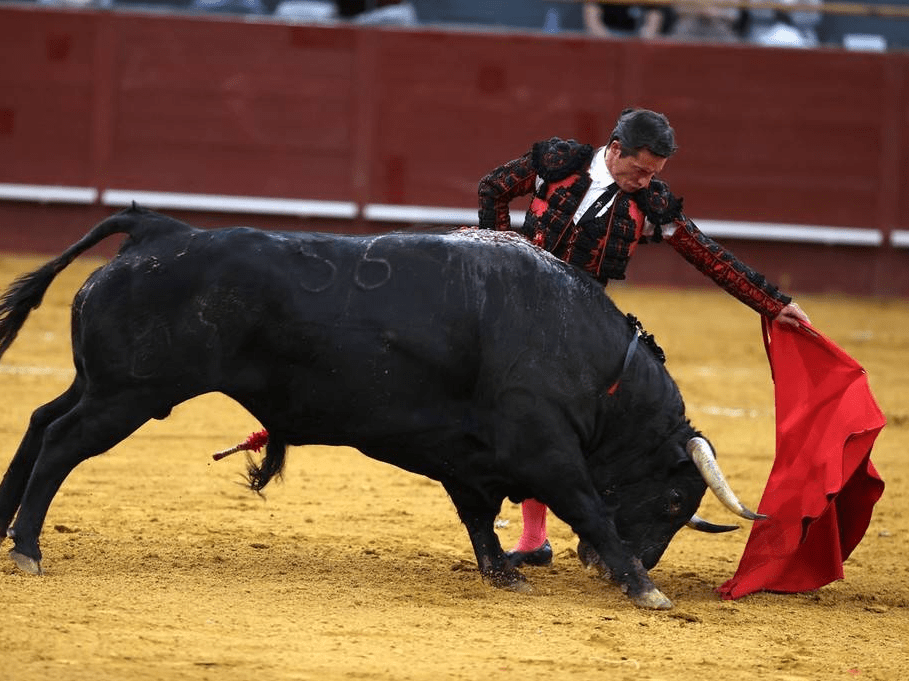西班牙马德里las ventas斗牛场,西班牙斗牛士与一头公牛搏斗.