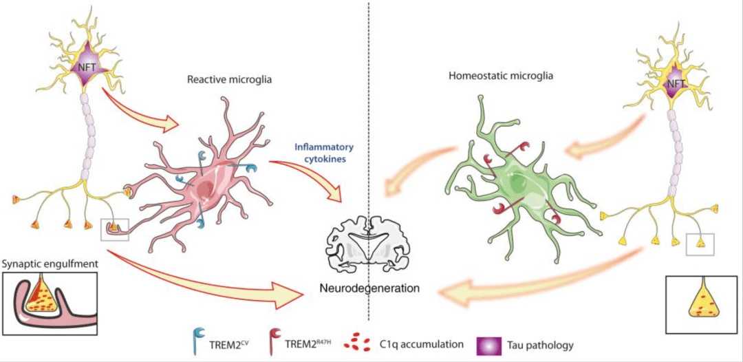 trem2r47h突变小胶质细胞吞噬神经元轴突(文献3)