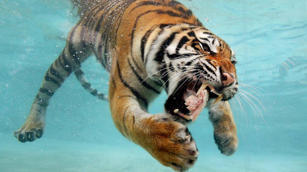 安徽动物园老虎吃人,老虎的可怕远超出你的想象!