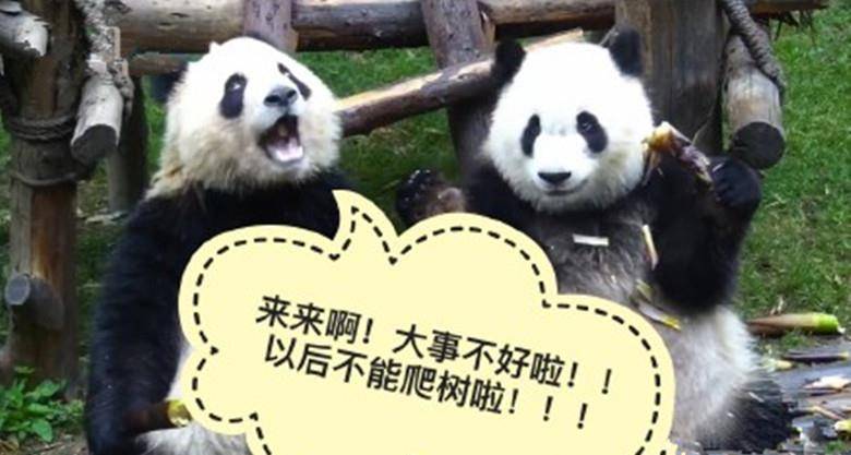 两只小熊猫说悄悄话,不小心被发现后立马甩锅,简直是