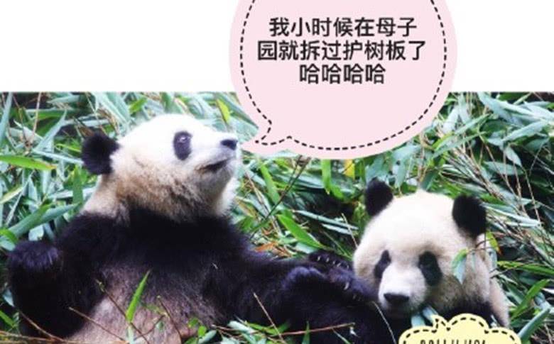两只小熊猫说悄悄话,不小心被发现后立马甩锅,简直是