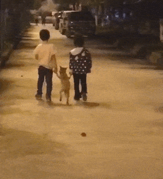 原创俩小娃牵狗子一起走~狗:商量商量,你俩分开抬我前脚和后脚行不