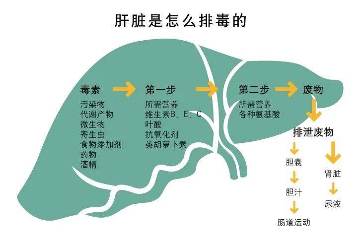 体检查出肝功能不正常,怎么办?是得病了吗?_肝脏