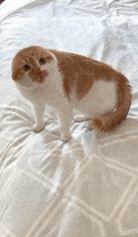 猫咪生气成海豹!网友:多啦a梦诚不欺我,猫果然是没耳朵的
