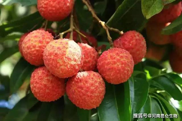 荔枝保花保果期用什么肥好?荔枝怎么施肥果实能够快速