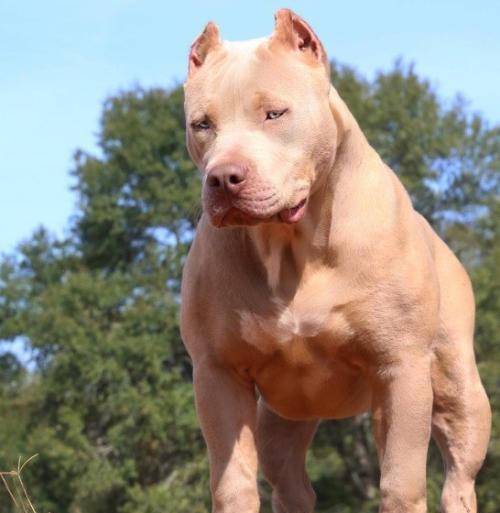 原创全世界五大禁犬出炉中国藏獒上班第一名是名副其实的烈性犬