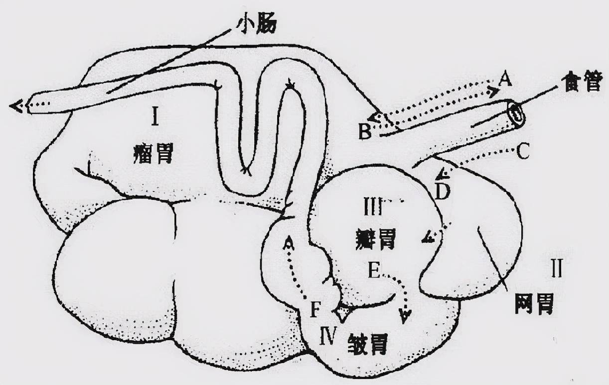 原创真实病例:牛胃堵塞,积食该怎么办?一文看懂如何预防牛的胃肠疾病!