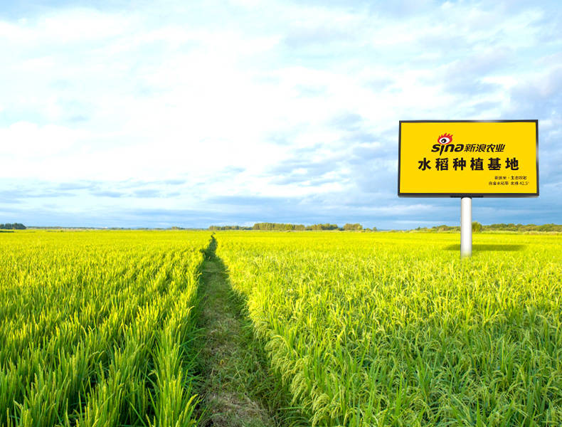 新浪农业水稻种植基地