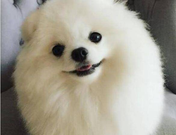 原创远远看到地上一堆棉花,走近发现是小博美,女孩瞬间被萌翻